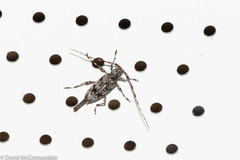 Graphisurus fasciatus