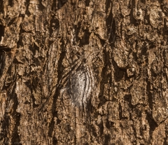 Tamopsis fickerti