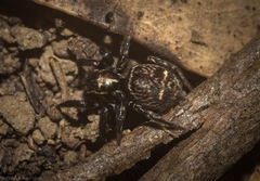 Saitis virgatus