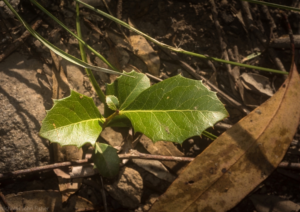 Denhamia bilocularis from Dairy Flat NSW 2474, Australia on July 19
