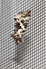 Syngrapha rectangula