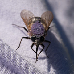 Pangoniinae