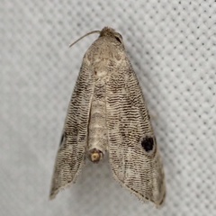 Abablemma brimleyana