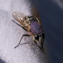 Pangoniinae