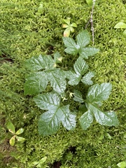 Rubus humulifolius