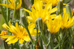 Crepis occidentalis