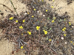 Lessingia germanorum