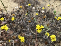 Lessingia germanorum