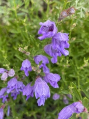 Dracocephalum peregrinum