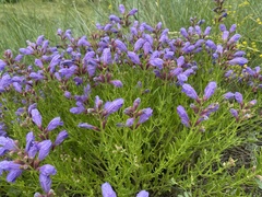 Dracocephalum peregrinum