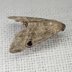 Abablemma brimleyana