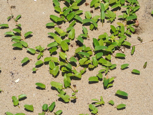 beach morning-glory