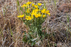 Crepis occidentalis