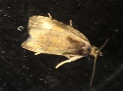 Olethreutes inornatana