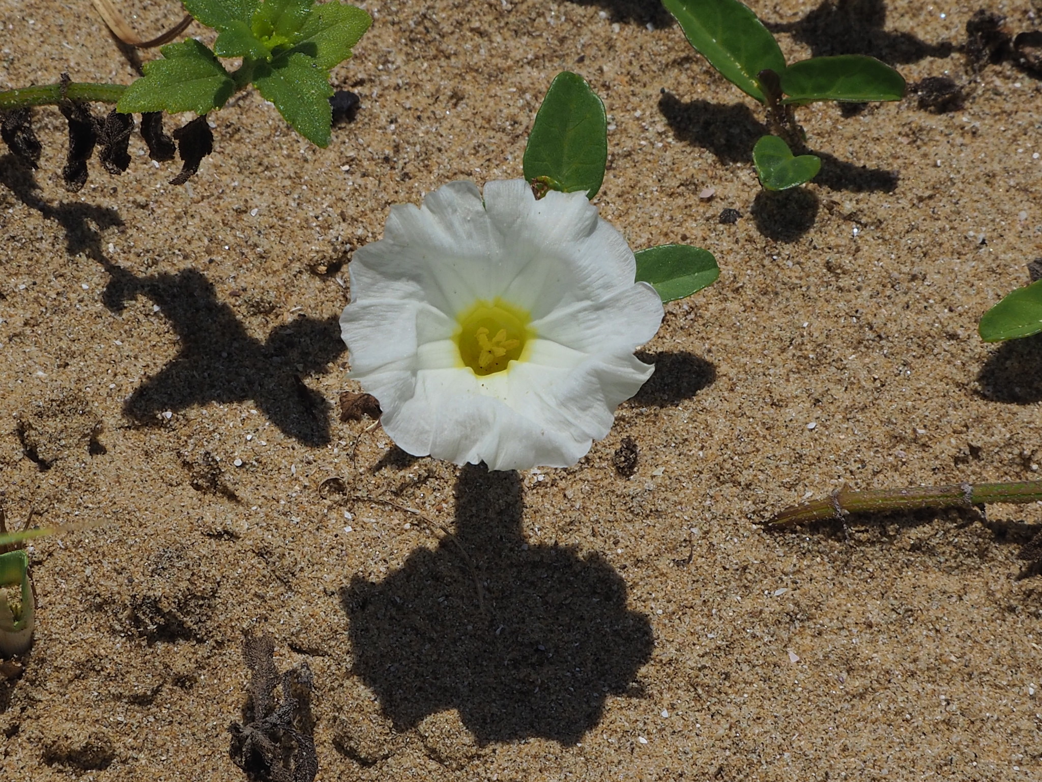 Ipomoea imperati