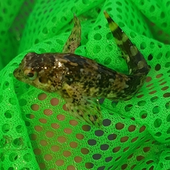 Lipophrys trigloides