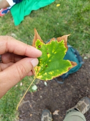 Acer rubrum