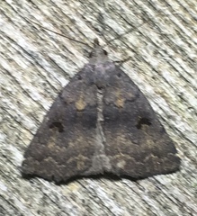 Phalaenostola hanhami