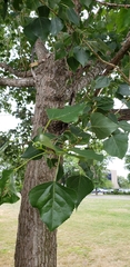 Populus deltoides