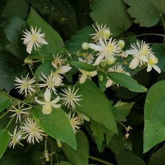 Clematis vitalba