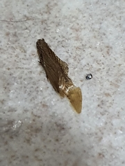 Insecta