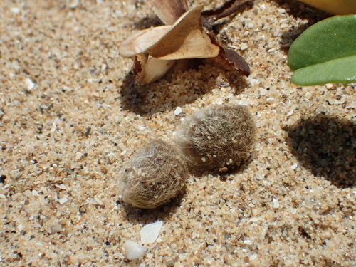 beach morning-glory
