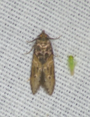 Walshia miscecolorella