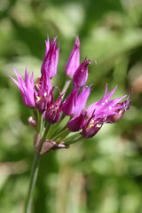 Allium brevistylum