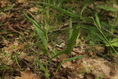 Cephalanthera longifolia