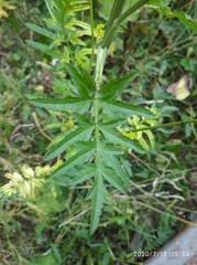 Pastinaca sativa