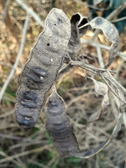 Senegalia bonariensis