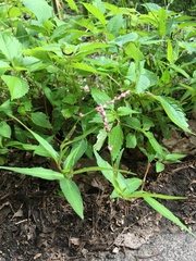 Persicaria longiseta