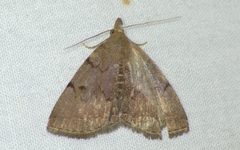 Zanclognatha protumnusalis