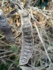 Senegalia bonariensis