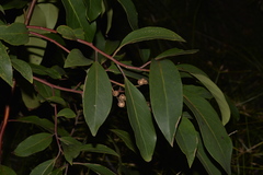 Lophostemon suaveolens