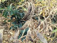 Senegalia bonariensis