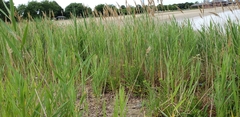 Phragmites australis