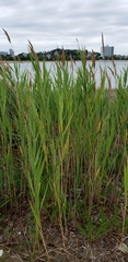 Phragmites australis