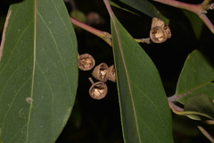 Lophostemon suaveolens