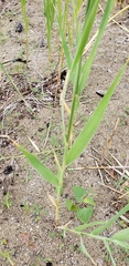 Phragmites australis