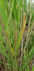Phragmites australis