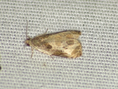 Olethreutes connectum
