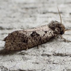 Acrolophus texanella