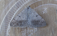 Digrammia neptaria