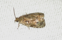 Olethreutes permundana