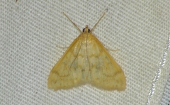 Hahncappsia pergilvalis