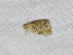 Olethreutes permundana