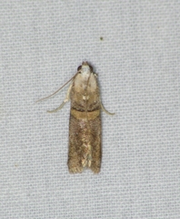Acrobasis palliolella
