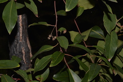 Lophostemon suaveolens