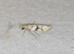 Coleotechnites atrupictella